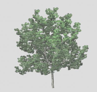 常绿阔叶树木SU模型下载_sketchup草图大师SKP模型