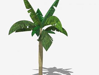 单子叶植物香蕉树果树SU模型下载_sketchup草图大师SKP模型