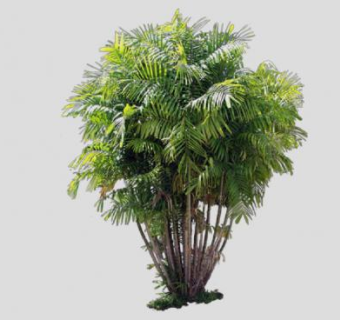 常绿乔木槟榔树SU模型下载_sketchup草图大师SKP模型