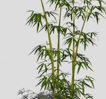禾本科植物竹子SU模型下载_sketchup草图大师SKP模型
