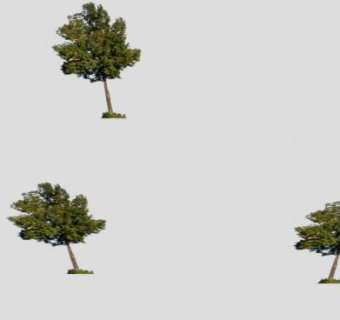 三棵乔木树木SU模型下载_sketchup草图大师SKP模型