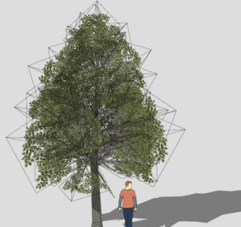 双子叶乔木树木SU模型下载_sketchup草图大师SKP模型