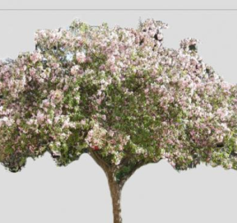粉色花朵绿叶乔木SU模型下载_sketchup草图大师SKP模型
