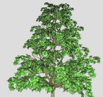 常绿阔叶双子叶乔木SU模型下载_sketchup草图大师SKP模型