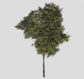 种子植物桑树SU模型下载_sketchup草图大师SKP模型