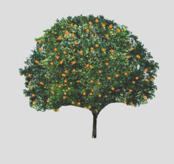 常绿乔木橘子树SU模型下载_sketchup草图大师SKP模型