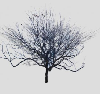 冬天的干树枯树SU模型下载_sketchup草图大师SKP模型