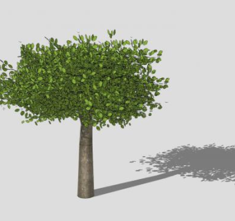 阔叶常绿树SU模型下载_sketchup草图大师SKP模型
