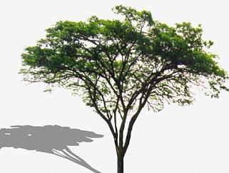 四季常青树植物SU模型下载_sketchup草图大师SKP模型