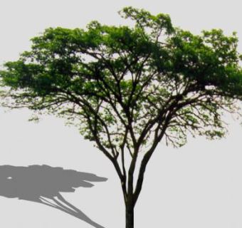 四季常青树植物SU模型下载_sketchup草图大师SKP模型