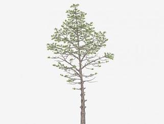 裸子松树植物SU模型下载_sketchup草图大师SKP模型