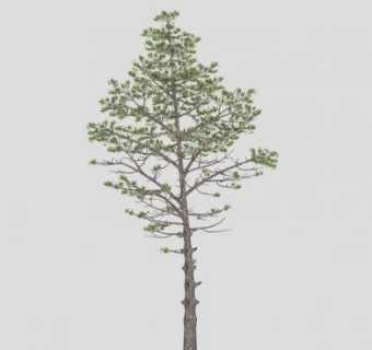 裸子松树植物SU模型下载_sketchup草图大师SKP模型