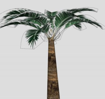 常青树椰子树SU模型下载_sketchup草图大师SKP模型