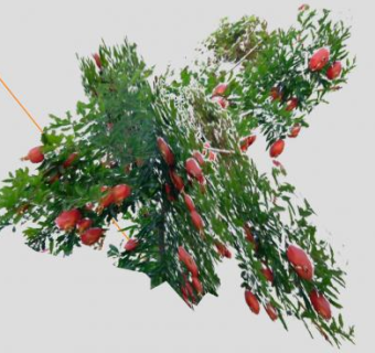 石榴树果树SU模型下载_sketchup草图大师SKP模型