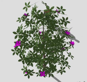 杯子植物木兰树SU模型下载_sketchup草图大师SKP模型