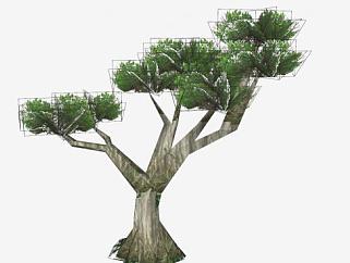 热带雨林的<em>树</em>SU模型下载_sketchup草图大师SKP模型