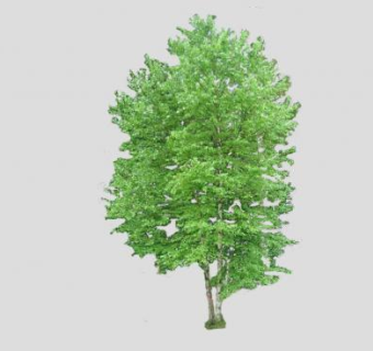 种子植物桦树SU模型下载_sketchup草图大师SKP模型