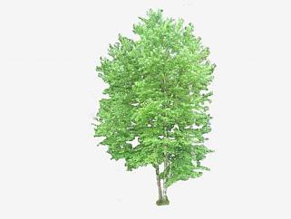 种子植物<em>桦树</em>SU模型下载_sketchup草图大师SKP模型