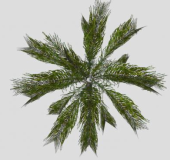 大型植物椰子树SU模型下载_sketchup草图大师SKP模型