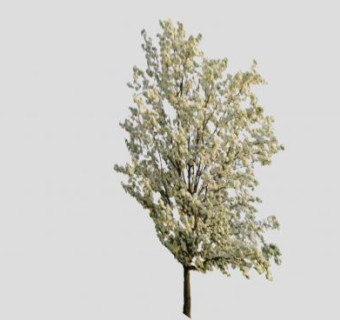 落叶乔木梨树果树SU模型下载_sketchup草图大师SKP模型