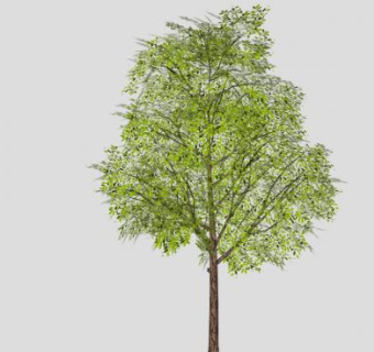 阔叶常青树SU模型下载_sketchup草图大师SKP模型