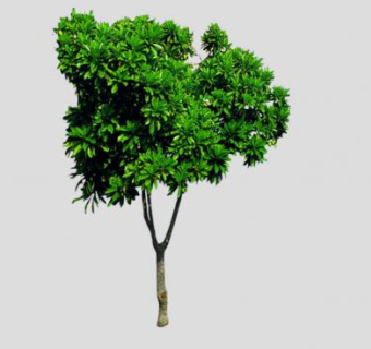 热带树木阔叶树SU模型下载_sketchup草图大师SKP模型