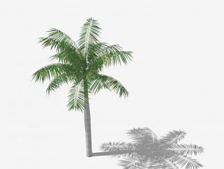 棕榈科<em>椰子树</em>SU模型下载_sketchup草图大师SKP模型