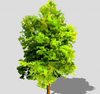 繁茂绿叶常绿树SU模型下载_sketchup草图大师SKP模型