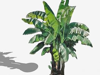 <em>单子叶植物</em>香蕉树SU模型下载_sketchup草图大师SKP模型