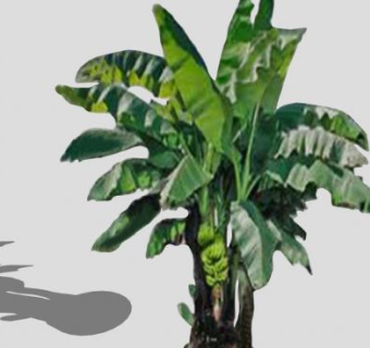 单子叶植物香蕉树SU模型下载_sketchup草图大师SKP模型