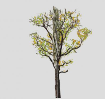 美国梧桐乔木SU模型下载_sketchup草图大师SKP模型