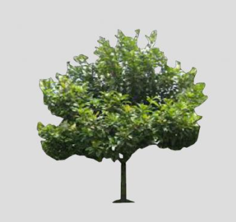 大乔木植物菩提树SU模型下载_sketchup草图大师SKP模型