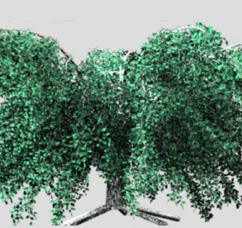 被子植物榛子树SU模型下载_sketchup草图大师SKP模型