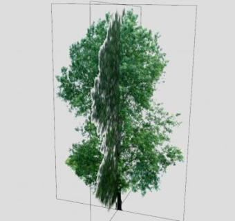 大橡树植物SU模型下载_sketchup草图大师SKP模型