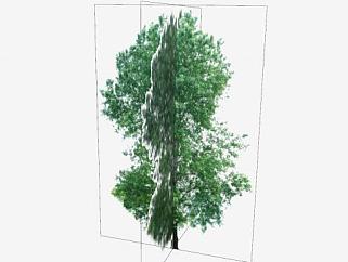 大橡树植物SU模型下载_sketchup草图大师SKP模型