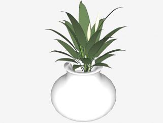 白色瓷瓶中的观赏植物SU模型下载_sketchup草图大师SKP模型