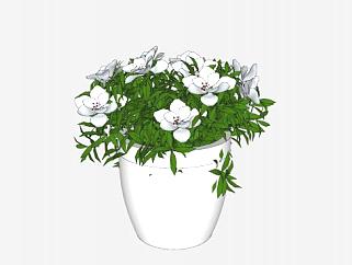 白色盆栽观花观叶植物SU模型下载_sketchup草图大师SKP模型