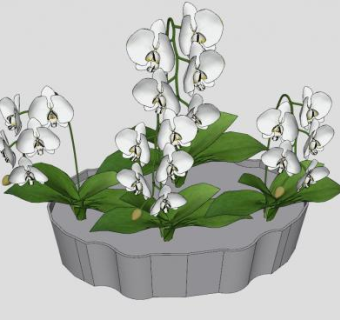 室内盆栽植株SU模型下载_sketchup草图大师SKP模型