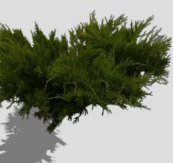 观枝干灌木植物SU模型下载_sketchup草图大师SKP模型