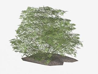 绿叶常绿矮灌木SU模型下载_sketchup草图大师SKP模型