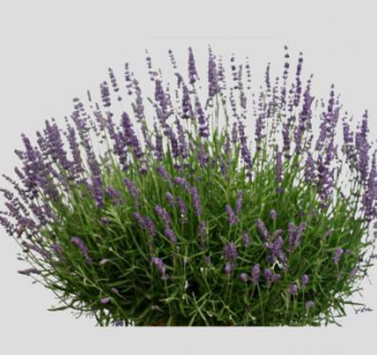 薰衣草香水植物灌木SU模型下载_sketchup草图大师SKP模型