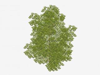 景观绿叶灌木植物SU模型下载_sketchup草图大师SKP模型