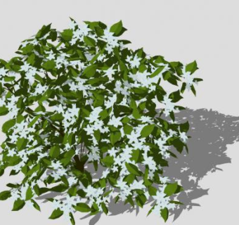 茉莉花灌木植物SU模型下载_sketchup草图大师SKP模型