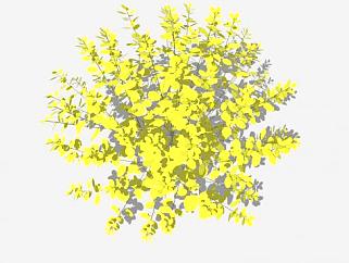 黄色小檗属植物灌木SU模型下载_sketchup草图大师SKP模型