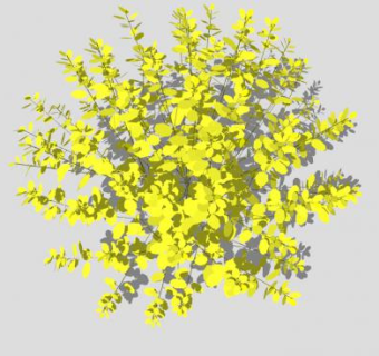 黄色小檗属植物灌木SU模型下载_sketchup草图大师SKP模型