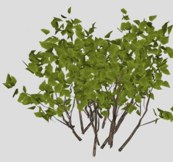 观枝干绿叶灌木SU模型下载_sketchup草图大师SKP模型