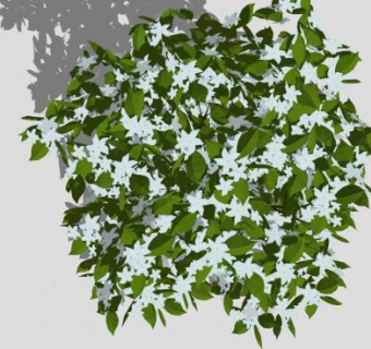 茉莉花直立灌木SU模型下载_sketchup草图大师SKP模型
