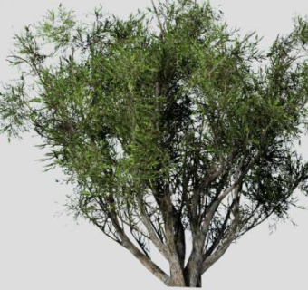 非洲橄榄大乔木SU模型下载_sketchup草图大师SKP模型