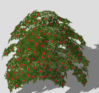 杜鹃花科落叶灌木SU模型下载_sketchup草图大师SKP模型