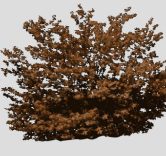 观枝干灌木SU模型下载_sketchup草图大师SKP模型